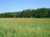 2011- 078.jpg